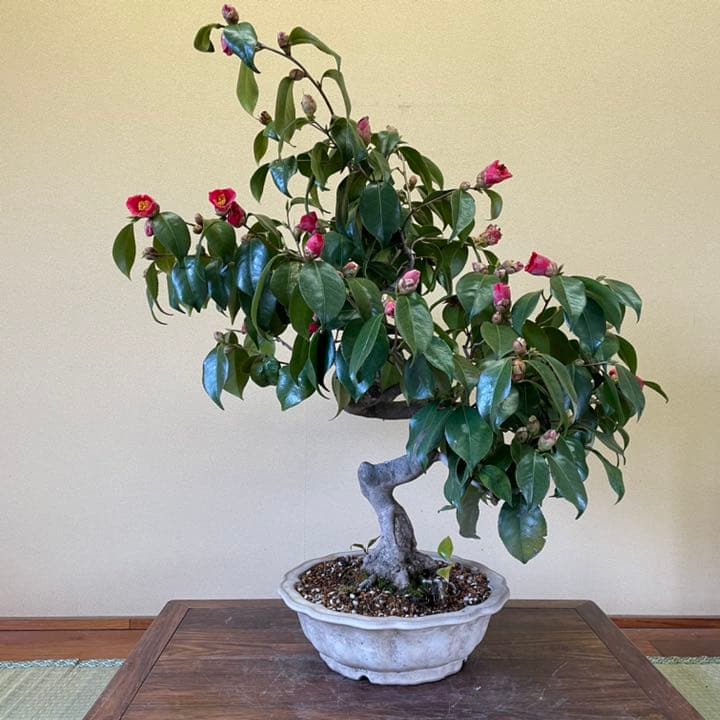 山椿（やまつばき）