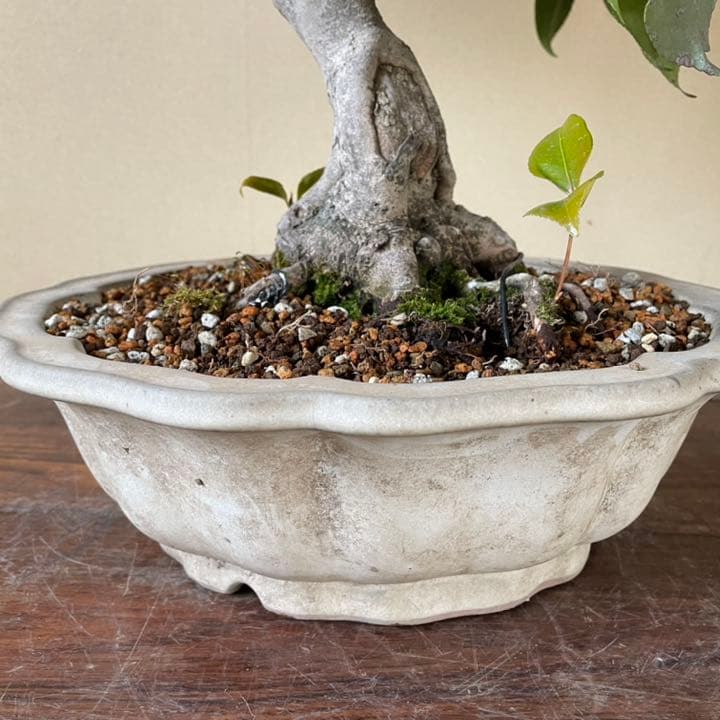 山椿（やまつばき）