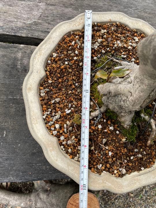 山椿（やまつばき）