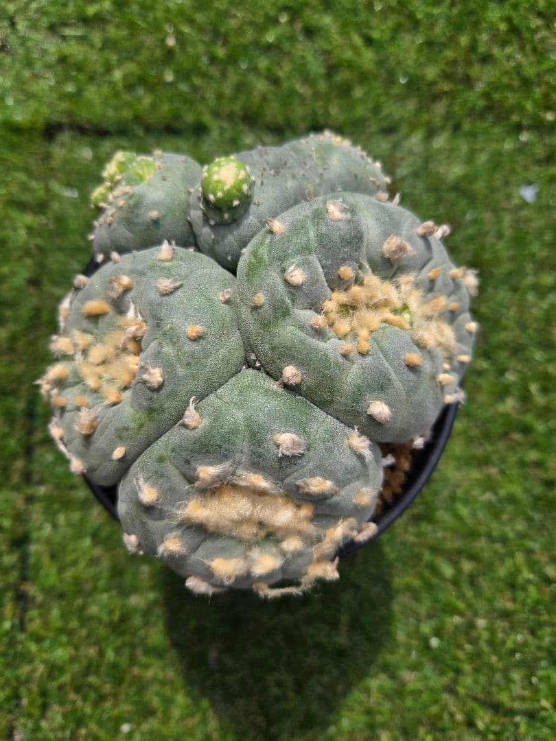 銀冠玉モンストー (カキコ)