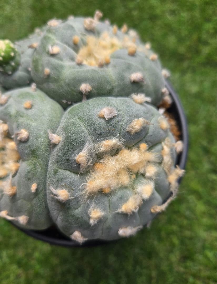 銀冠玉モンストー (カキコ)