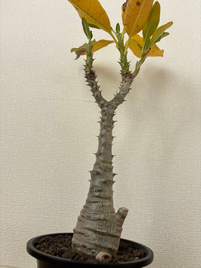 国内実生開花株　パキポディウム　ウィンゾリー