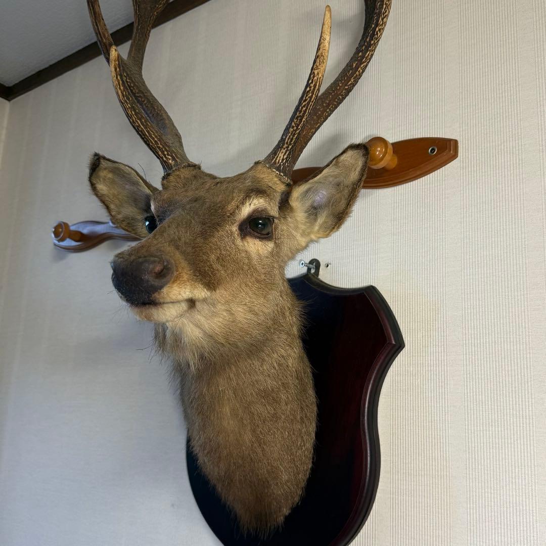日本鹿 ニホンシカ② 伊豆半島 鹿角 剥製 壁掛け ハンティングトロフィー