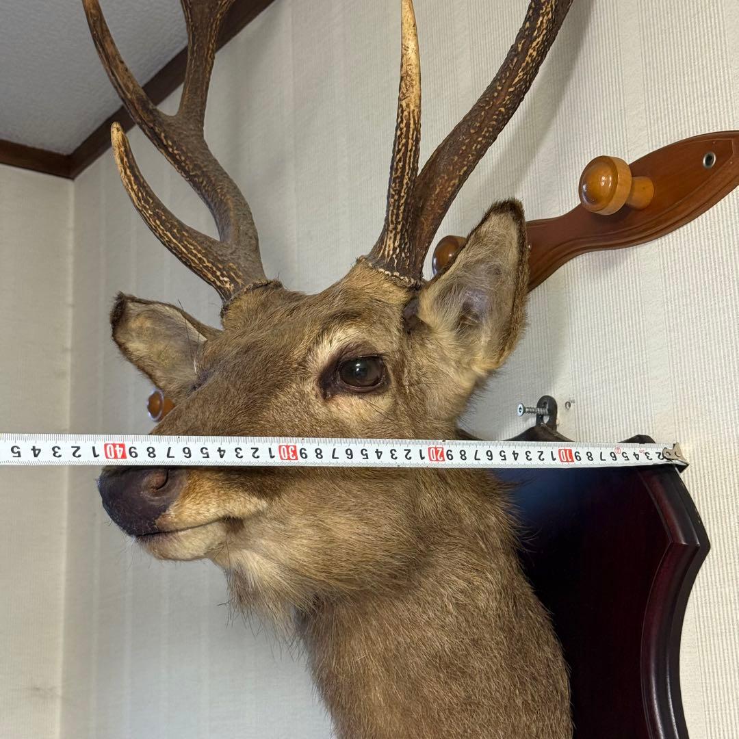 日本鹿 ニホンシカ② 伊豆半島 鹿角 剥製 壁掛け ハンティングトロフィー