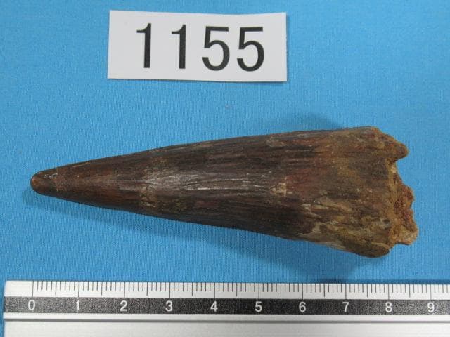 スピノサウルスの歯　86mm　恐竜　No.1155