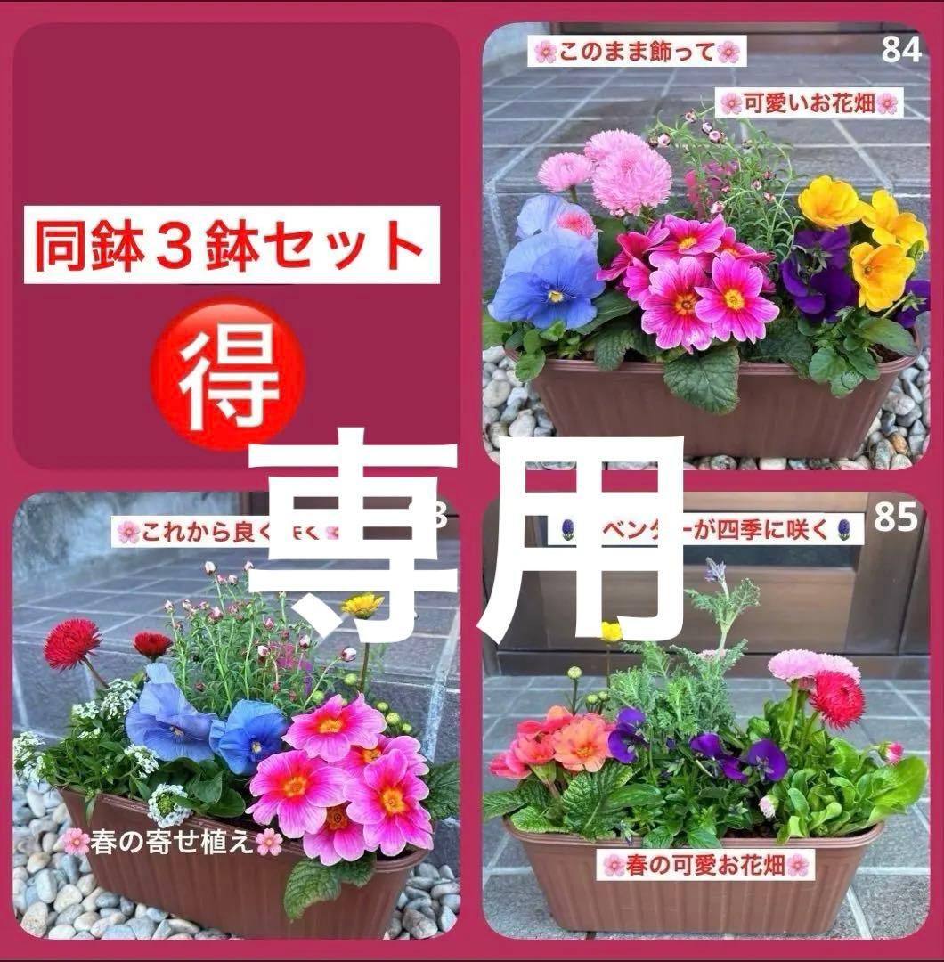 8345☆長く楽しむ☆同鉢で３鉢セット☆お得です❣️