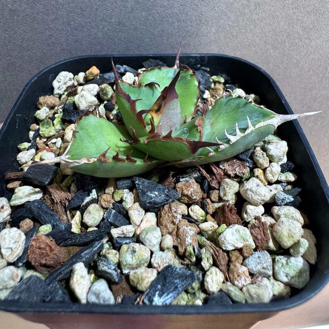 牛乳植物　カーリー　迦梨女神　子株活着済