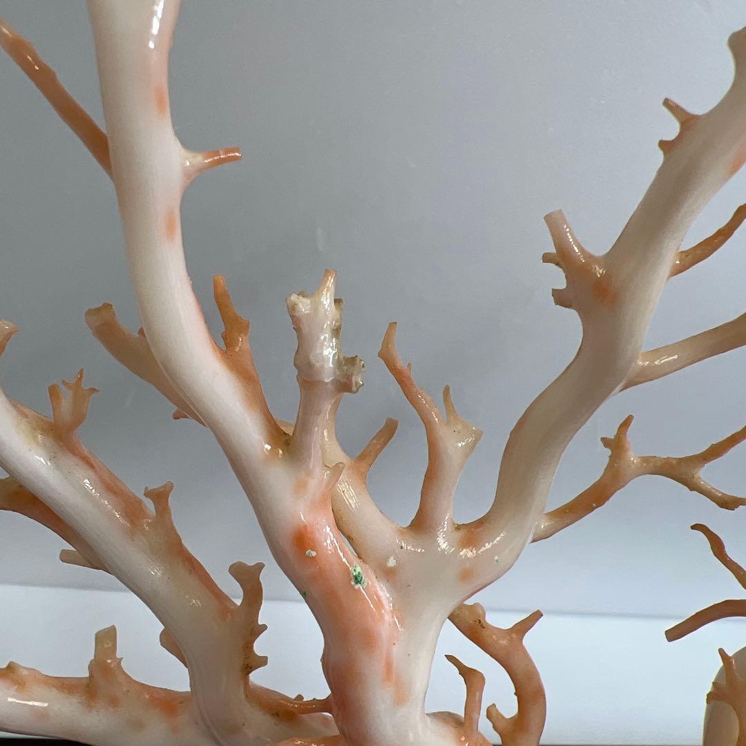 本桃色特大珊瑚　ケース付　東Y8-0129①トコニ