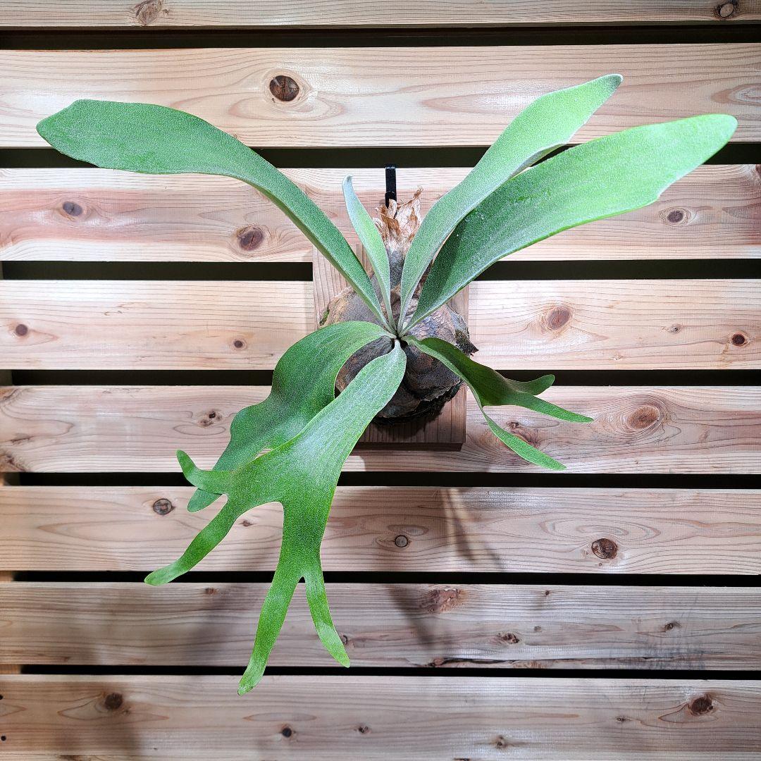 P. PS-1【ビカクシダ　PS-1】