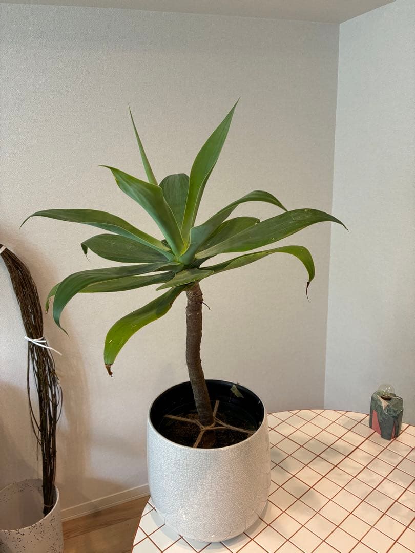 【直接取引のみ】アガベ・アテナータ　7号　植物のみ