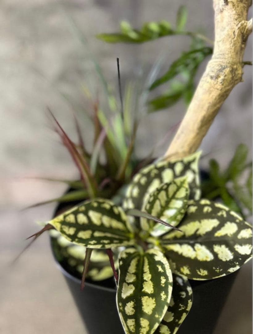 光触媒　人工観葉植物　ウォールグリーン　フェイクグリーン　エバーフレッシュ955