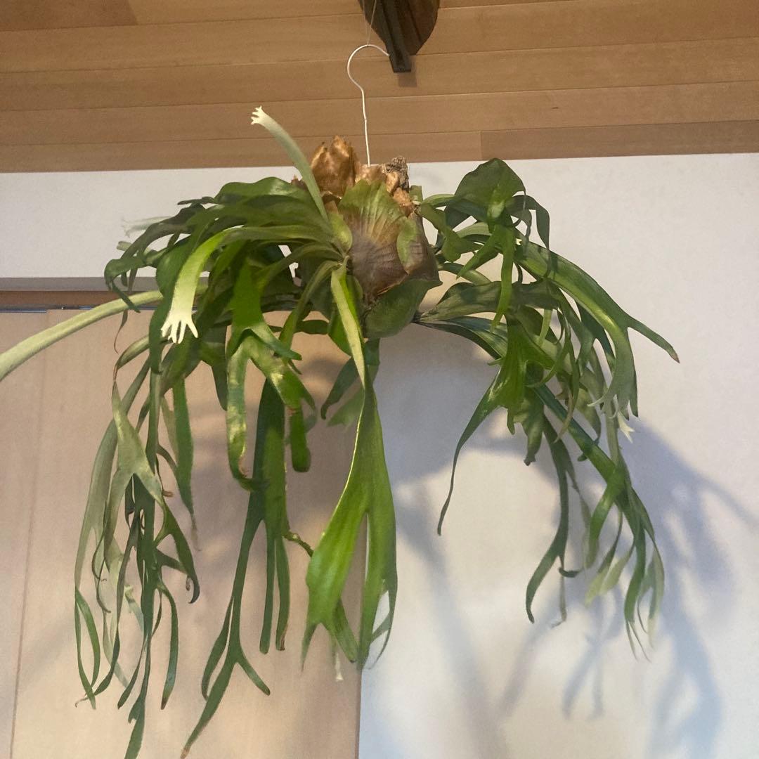 ビカクシダ　ウィリンキーwild p.willinckii 親株