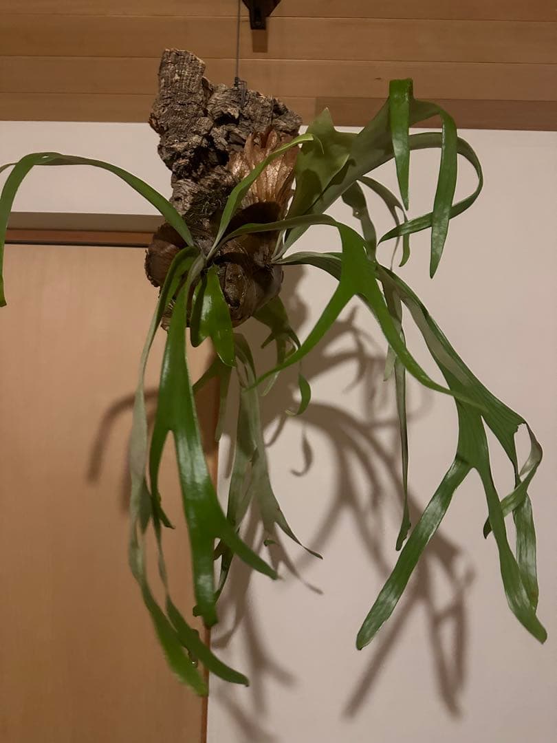 ビカクシダ　ウィリンキーwild p.willinckii 親株