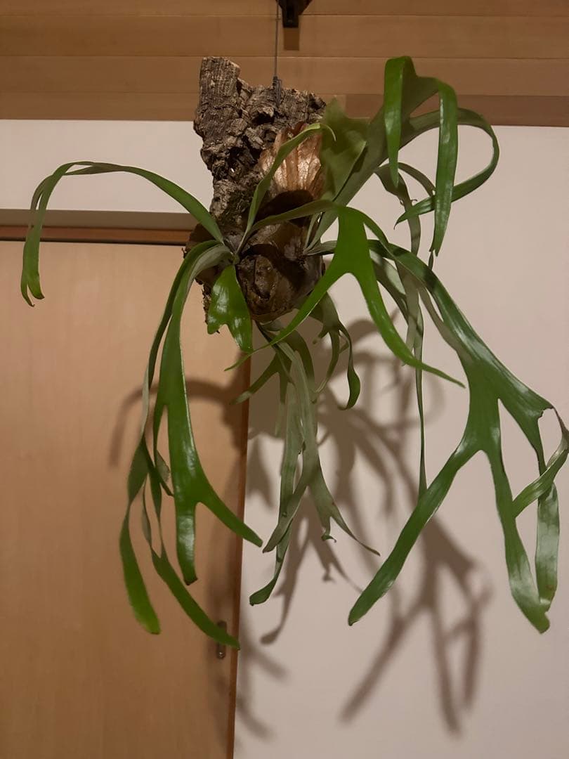 ビカクシダ　ウィリンキーwild p.willinckii 親株