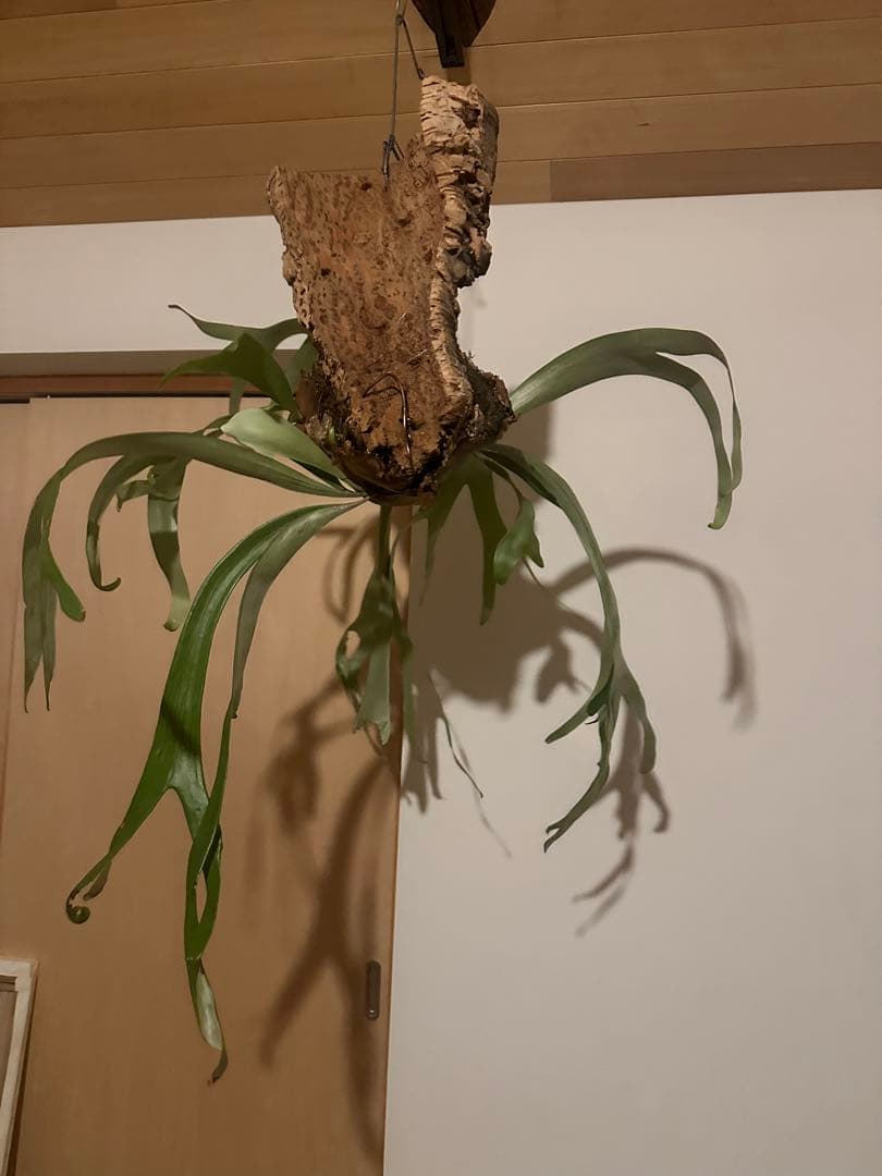 ビカクシダ　ウィリンキーwild p.willinckii 親株