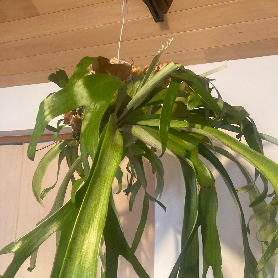 ビカクシダ　ウィリンキーwild p.willinckii 親株