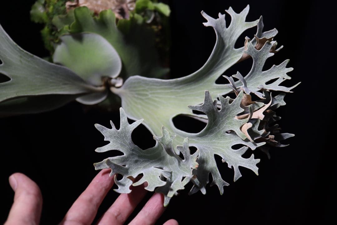 P.Ginka オリジナル株分 子株 OC ビカクシダ　①