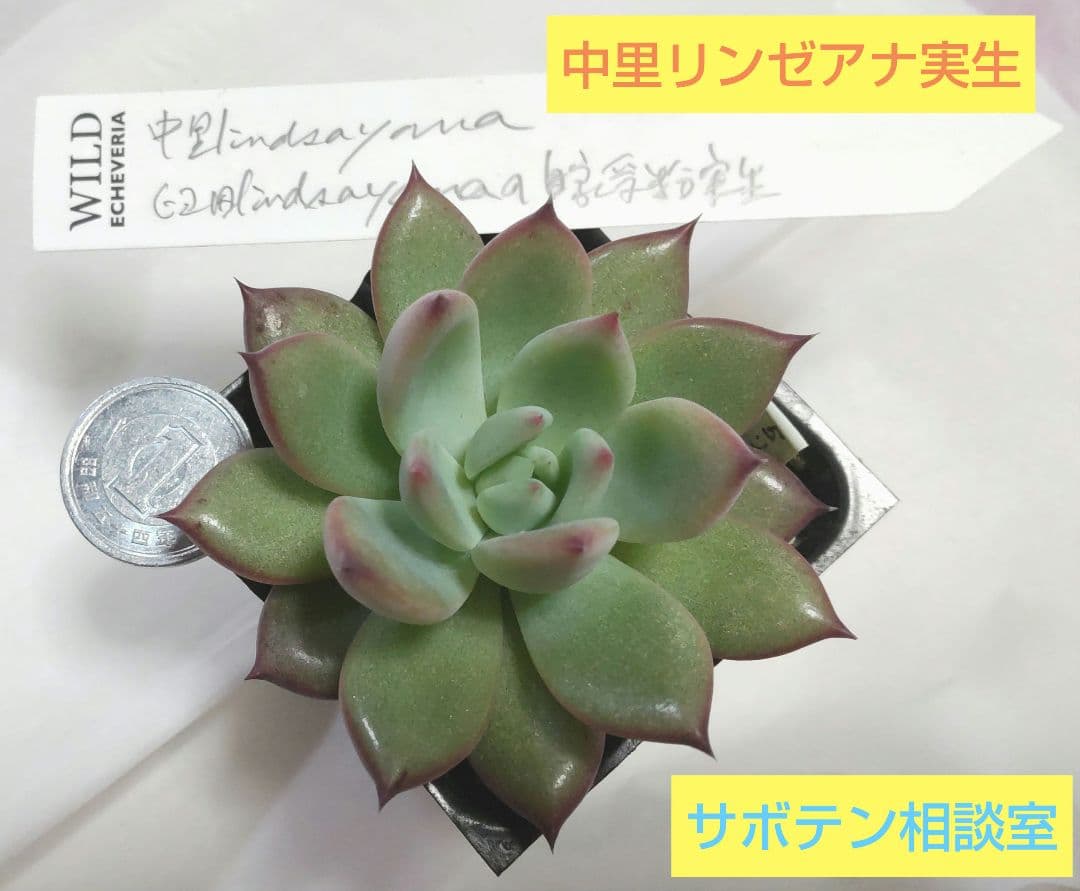 中里リンゼアナ実生(臼田リンゼアナ自家受粉実生) 葉挿し苗１個 サボテン相談室