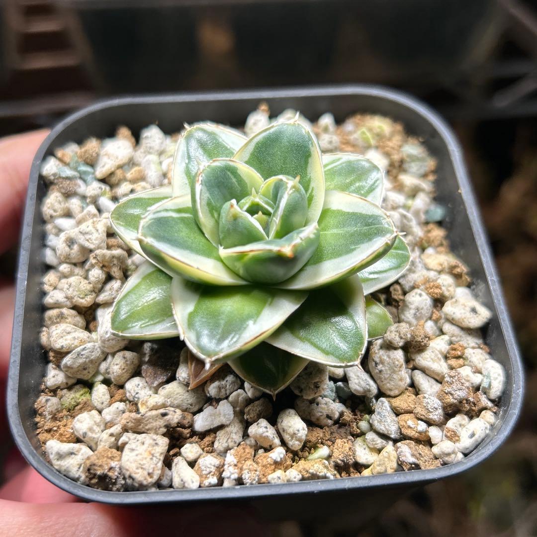 【希少】アガベ　ピンキー　発根済み安定株