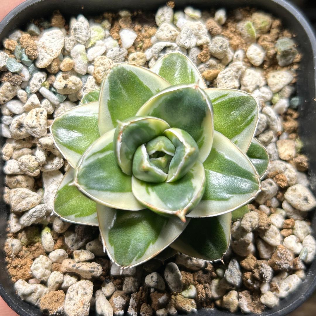 【希少】アガベ　ピンキー　発根済み安定株