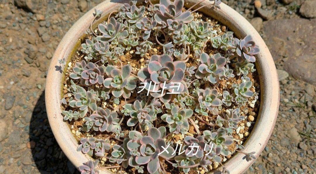 数量限定♡子持ち蓮華錦 鏡花 カット苗 多肉植物