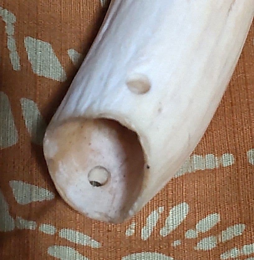 鯨歯 約10cm 約170g 抹香鯨