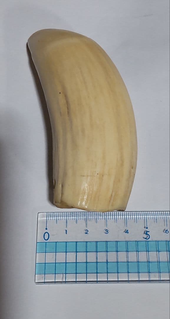 鯨歯 約10cm 約170g 抹香鯨