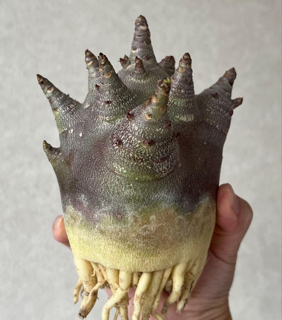 【激レア/ブラックスキン/ドワーフ/極太 】アデニウム ガラメー ⑤