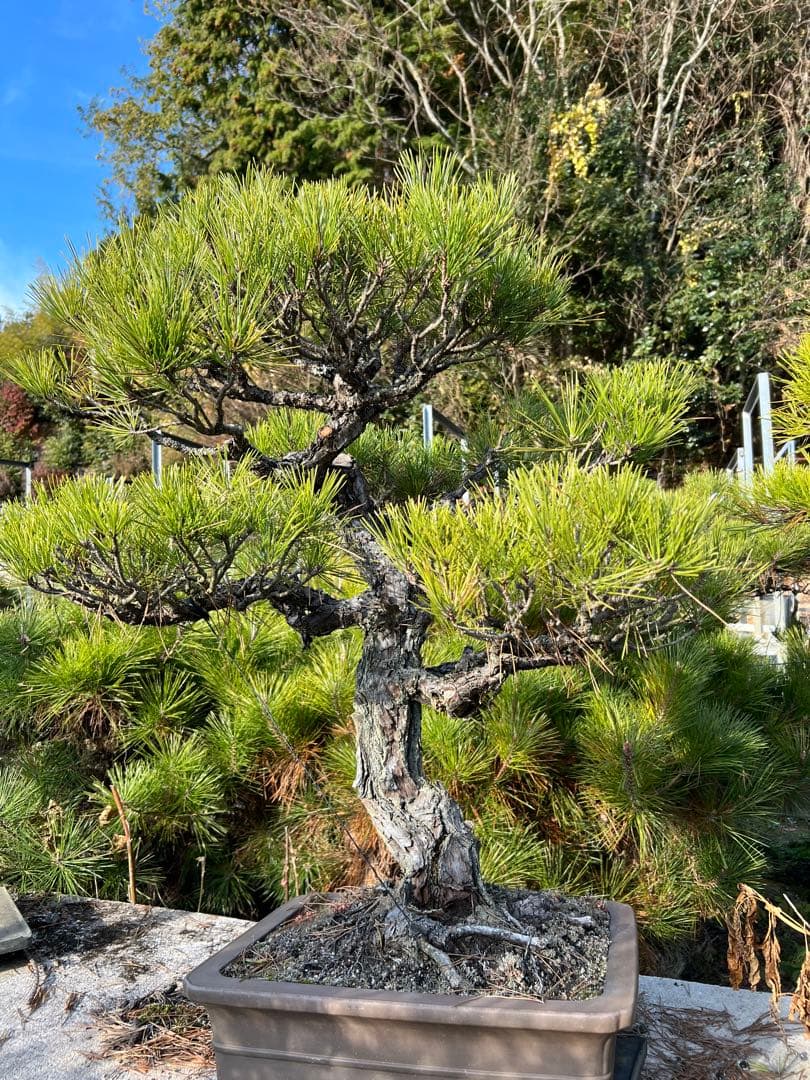黒松盆栽　立ち上がり良し・曲がり幹・素材にも最適