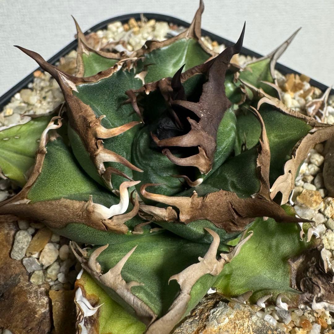 アガベ チタノタ 緑犀牛 厳竜 OC