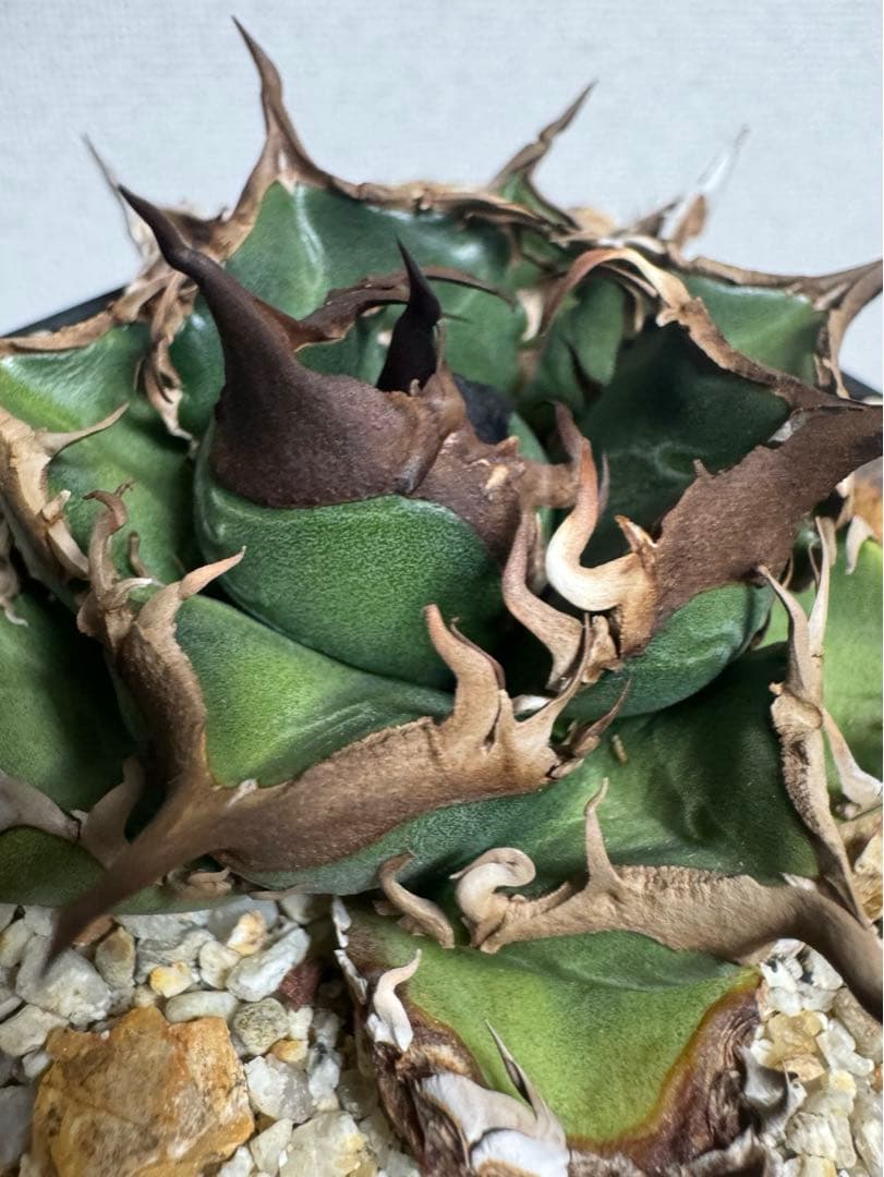 アガベ チタノタ 緑犀牛 厳竜 OC