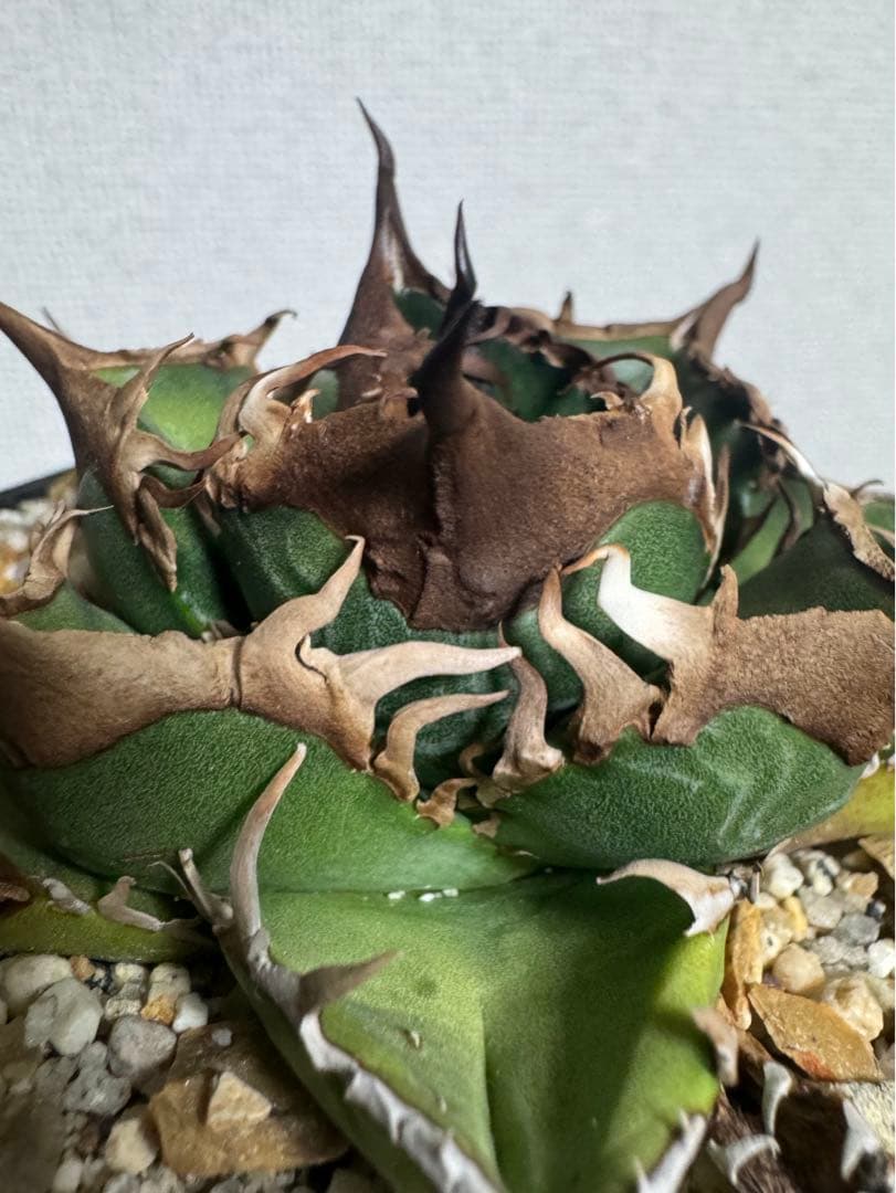 アガベ チタノタ 緑犀牛 厳竜 OC