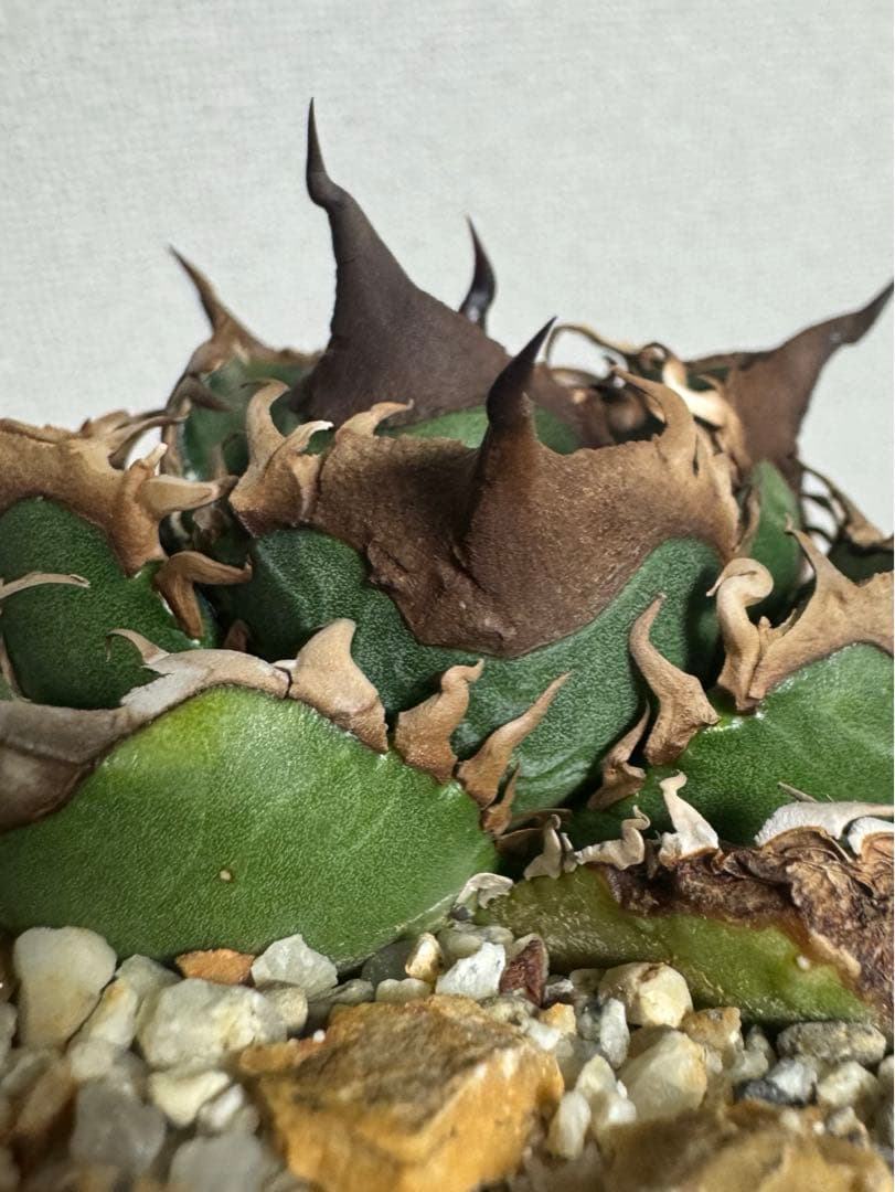 アガベ チタノタ 緑犀牛 厳竜 OC