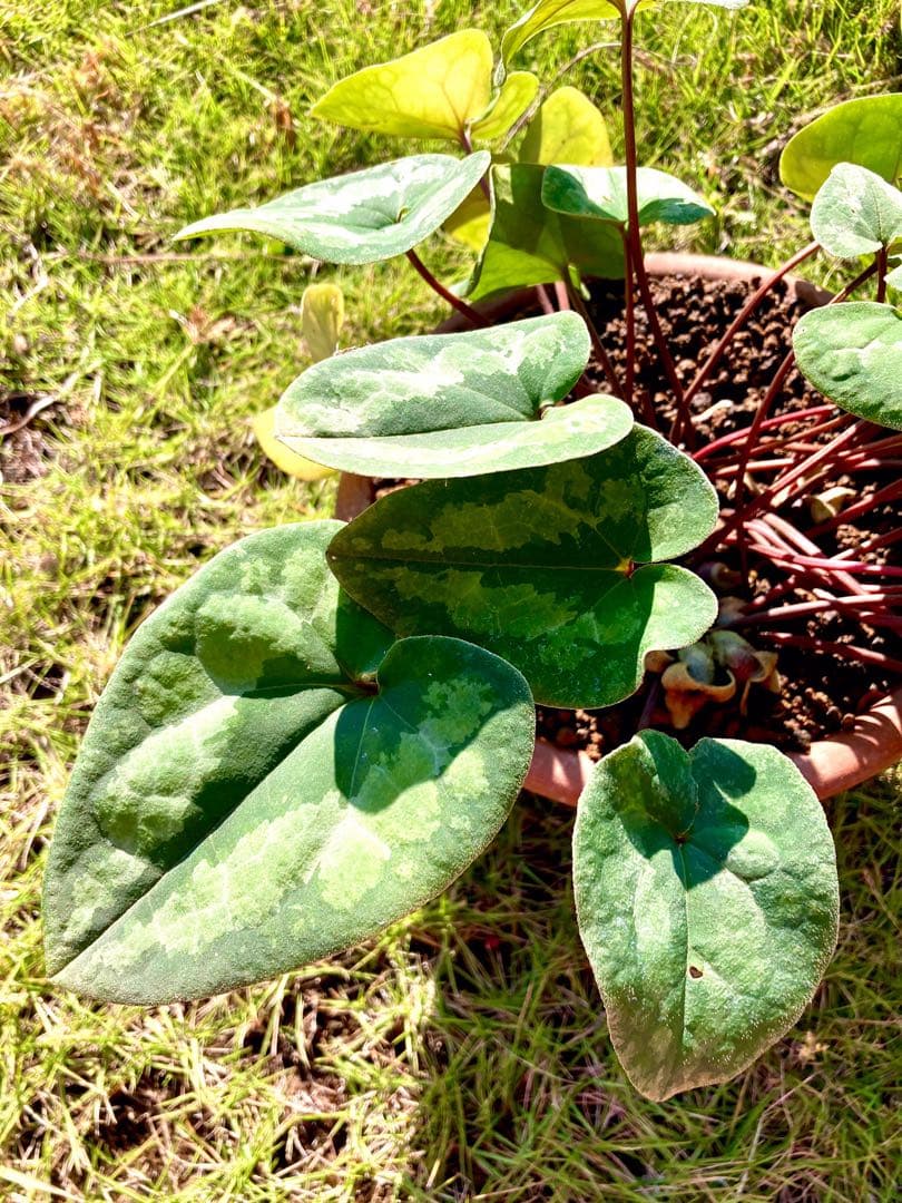 【天然野生のカンアオイ】ボリューム満点！超絶BIGなカンアオイ＊寒葵＊山野草