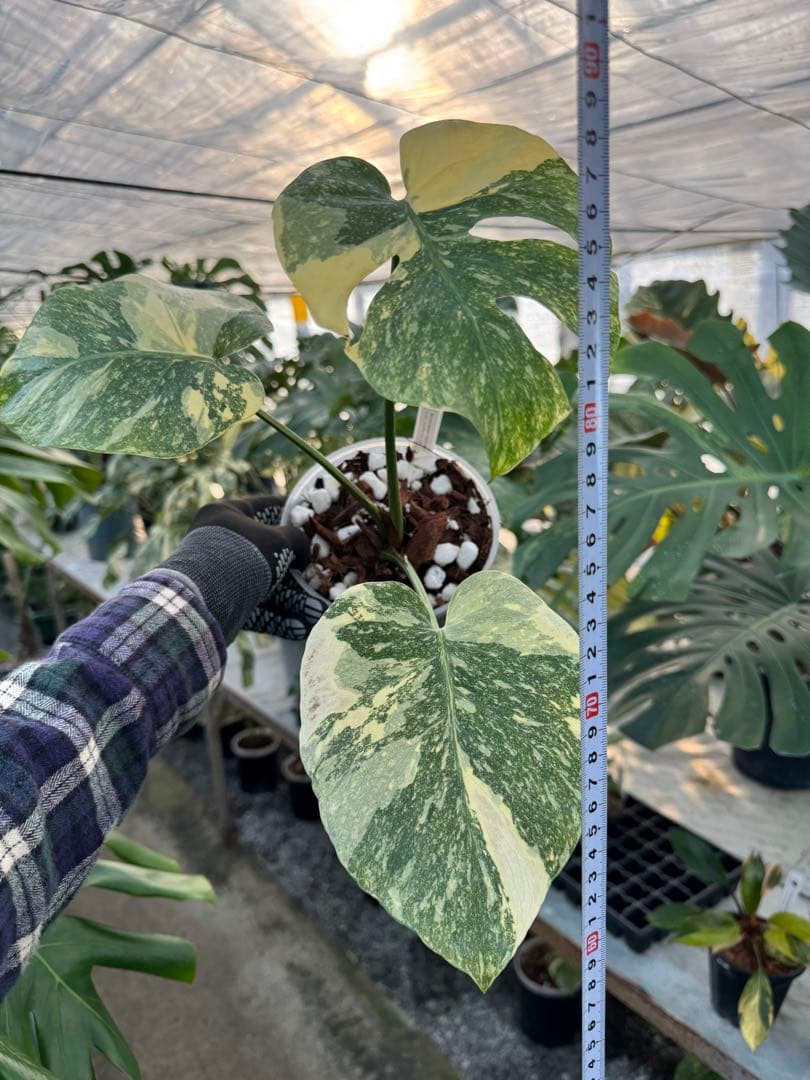 3モンステラ　レガシー　健康カット苗