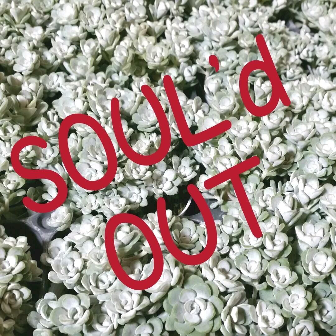 多肉植物  白雪ミセバヤ_(^O^)