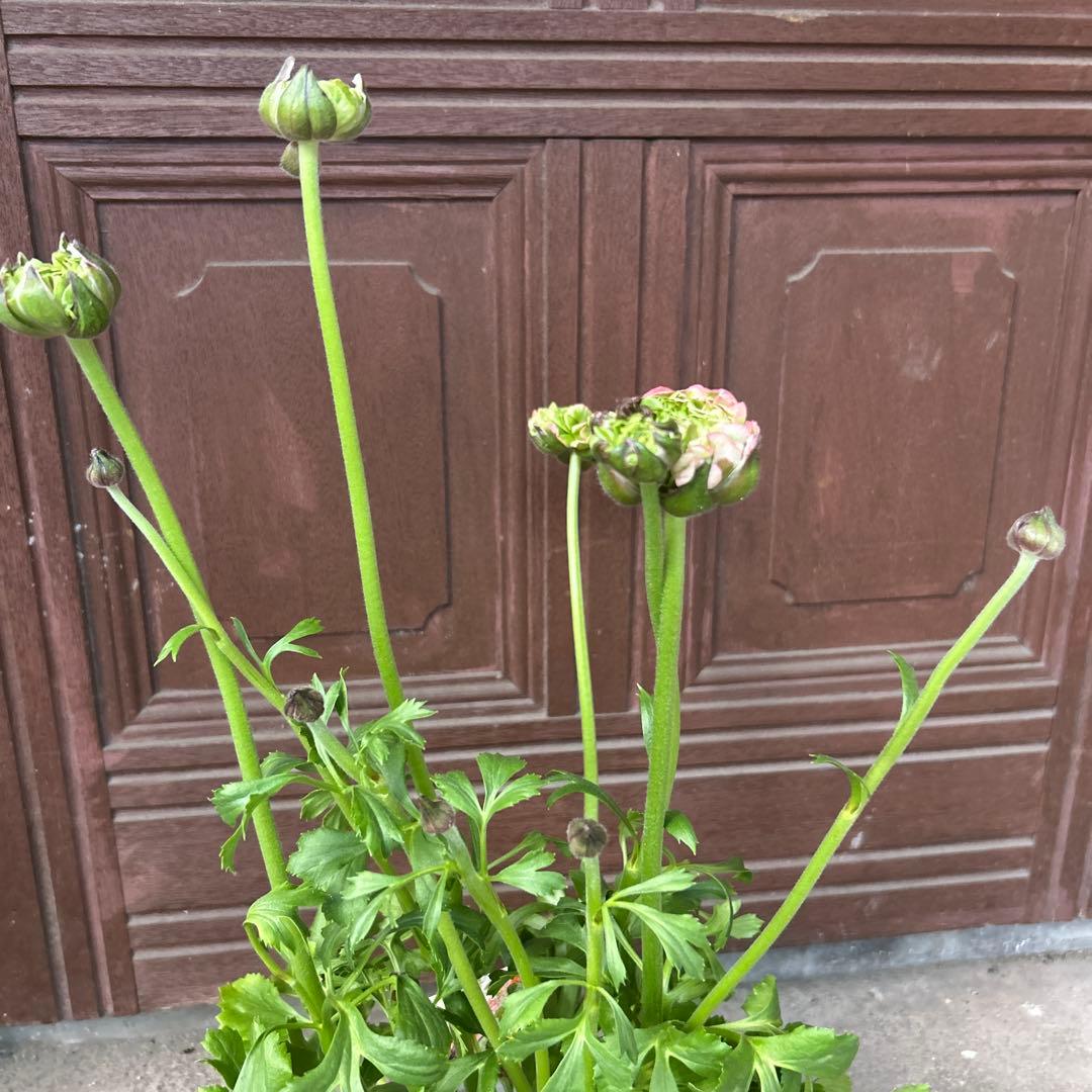 ラナンキュラスポンポン苗　ピンク　1鉢