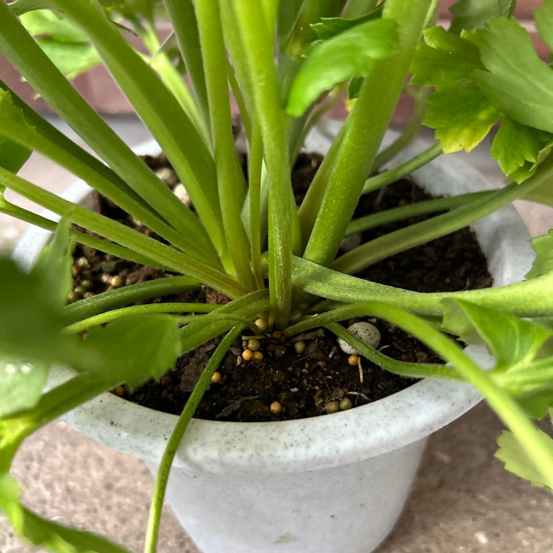 ラナンキュラスポンポン苗　ピンク　1鉢