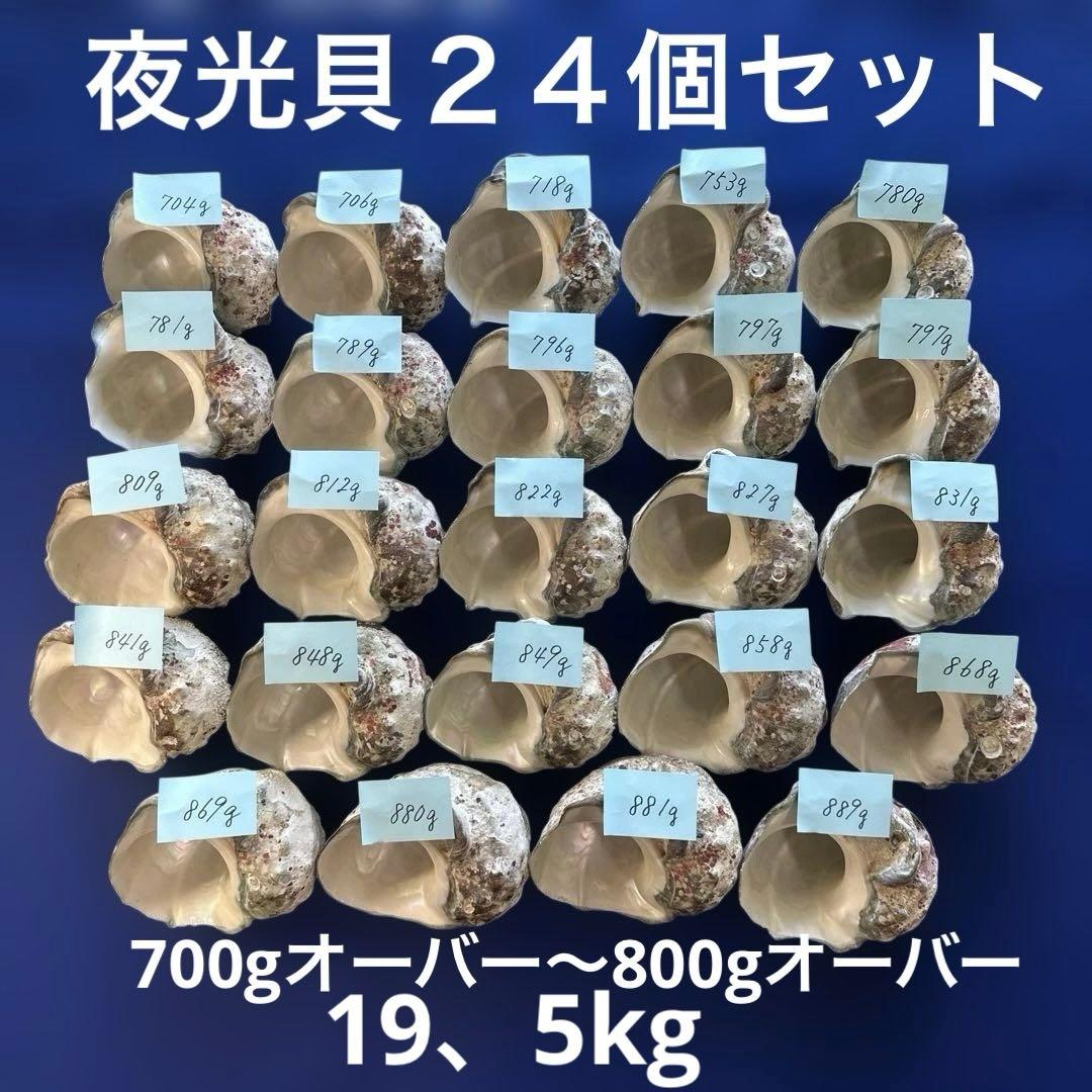夜光貝　ヤコウ貝　まとめ売り　24個　19、5kg アクセサリー　ルアー