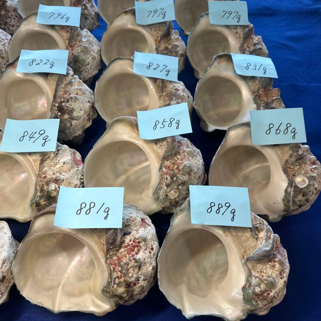 夜光貝　ヤコウ貝　まとめ売り　24個　19、5kg アクセサリー　ルアー