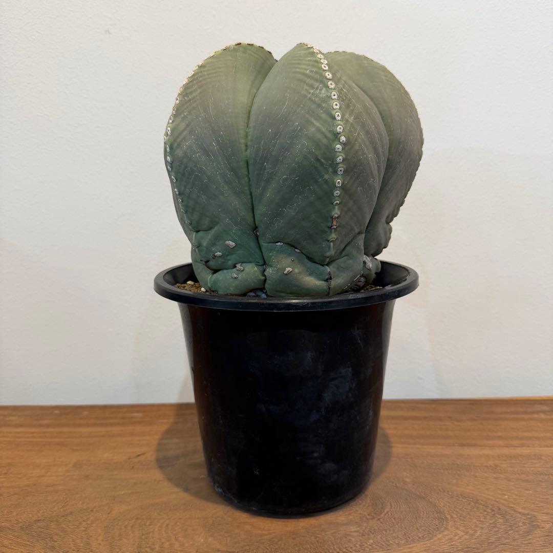 【大型】【美株】アストロフィツム 碧瑠璃鸞鳳玉 国内実生 塊根植物 サボテン