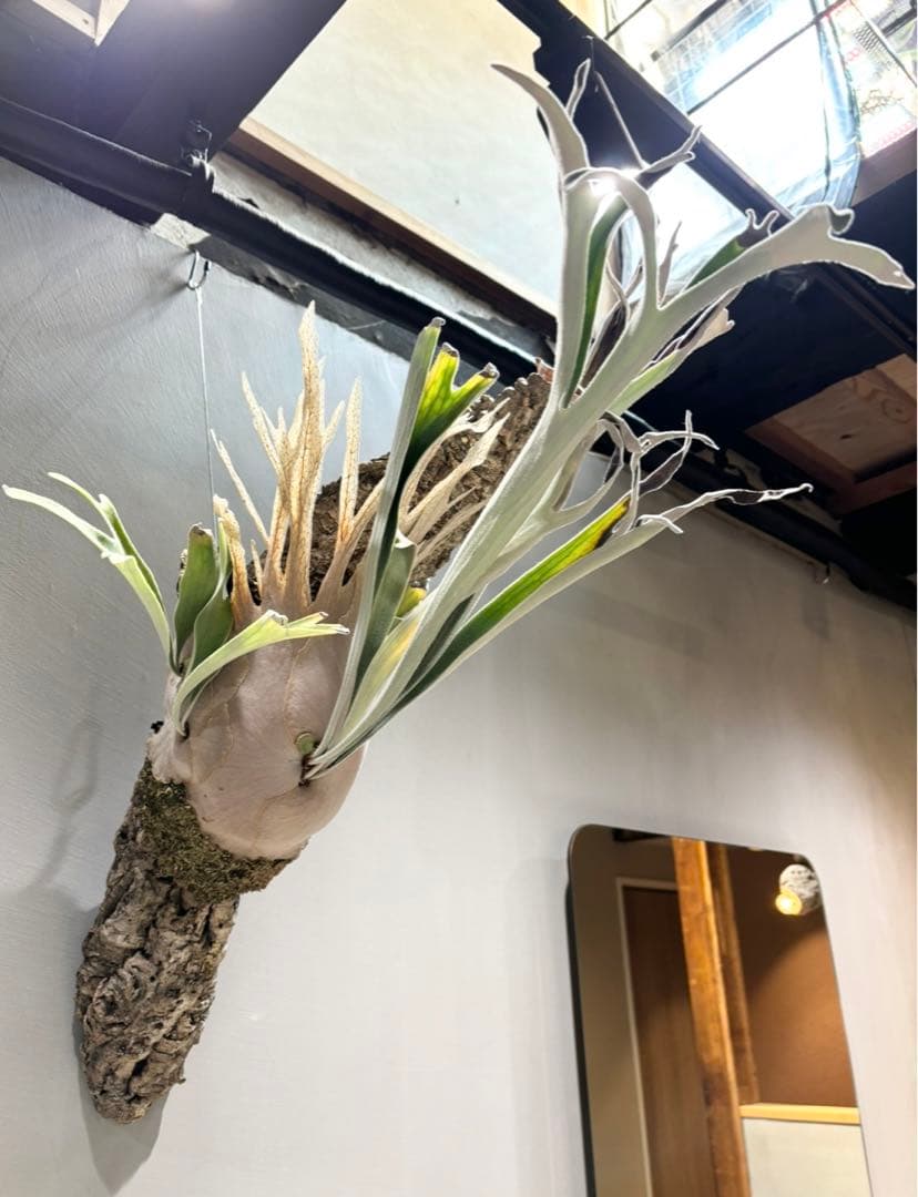 ビカクシダ ベイチー P.veitchii wild Australia③