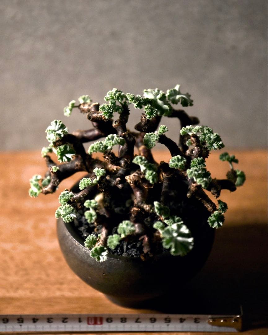 発根済 ペラルゴニウム ミラビレ 冬型塊根植物