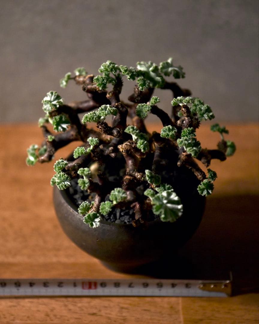 発根済 ペラルゴニウム ミラビレ 冬型塊根植物