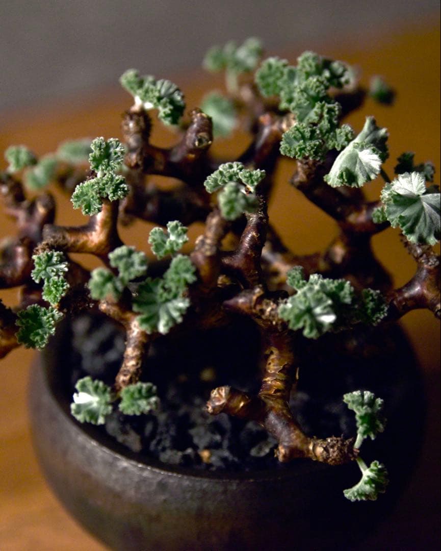 発根済 ペラルゴニウム ミラビレ 冬型塊根植物