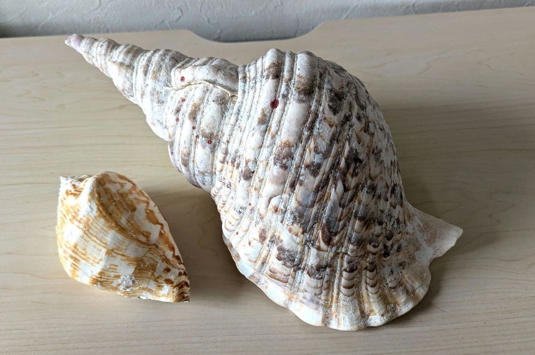 【即発送】★石垣島の法螺貝 ほら貝 おまけ付き★　約32〜37cm 1kg 天然