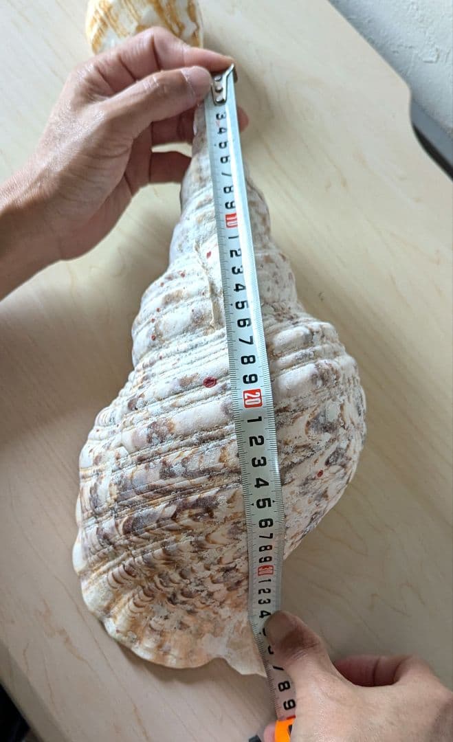 【即発送】★石垣島の法螺貝 ほら貝 おまけ付き★　約32〜37cm 1kg 天然