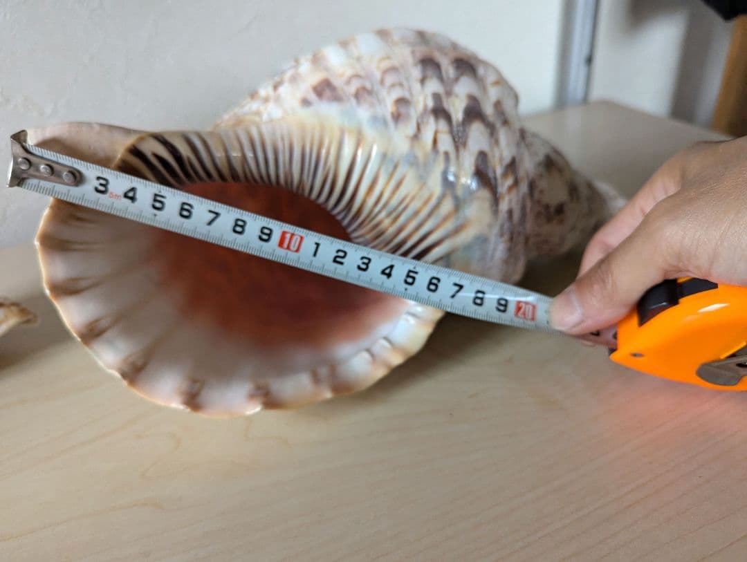 【即発送】★石垣島の法螺貝 ほら貝 おまけ付き★　約32〜37cm 1kg 天然