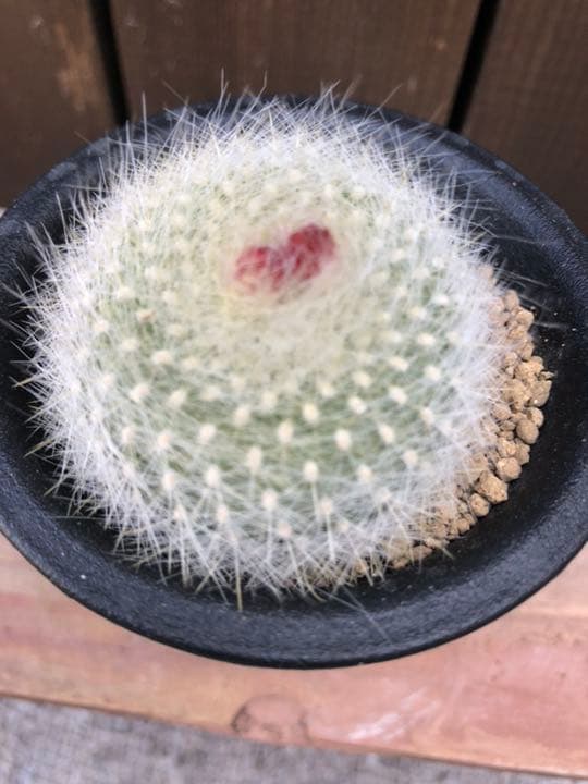 サボテン 雪晃♡抜き苗(^○^)