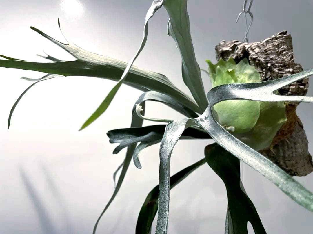 タグ付親株(^^) P. Musang King Vandaka